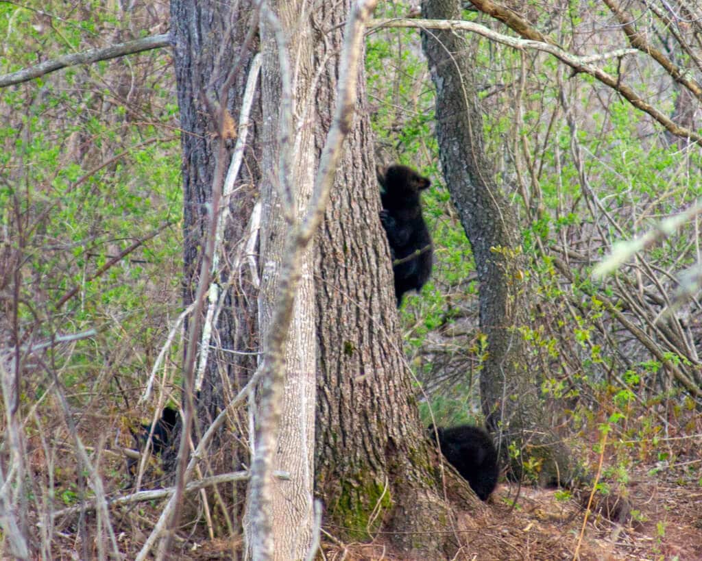 Black Bear Cubs