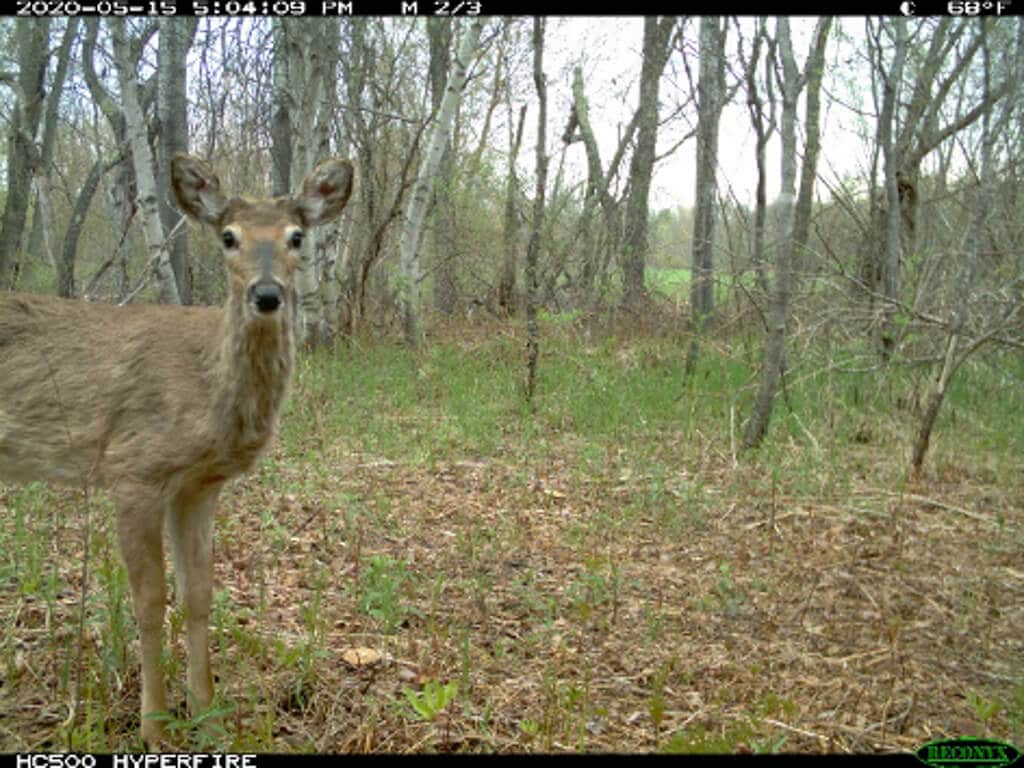 Game Camera-deer1