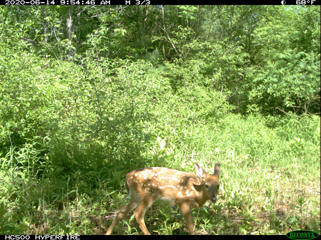 Game Camera-deer1