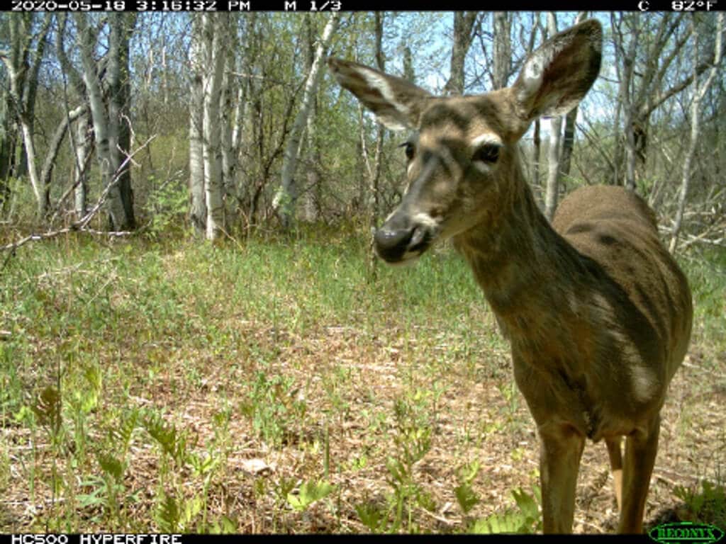 Game Camera-deer2