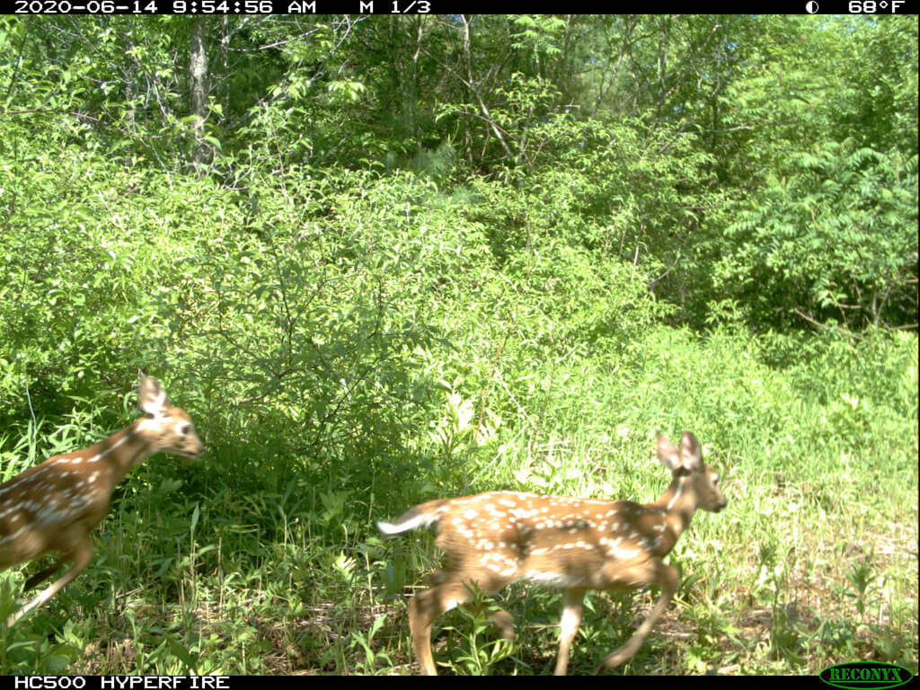 Game Camera-deer2