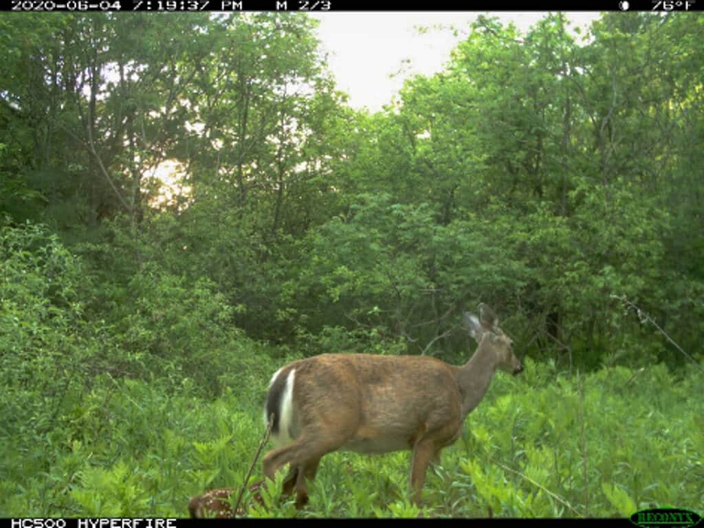 Game Camera-deer3