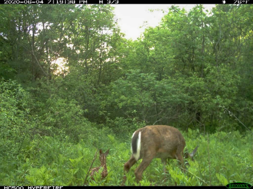Game Camera-deer4