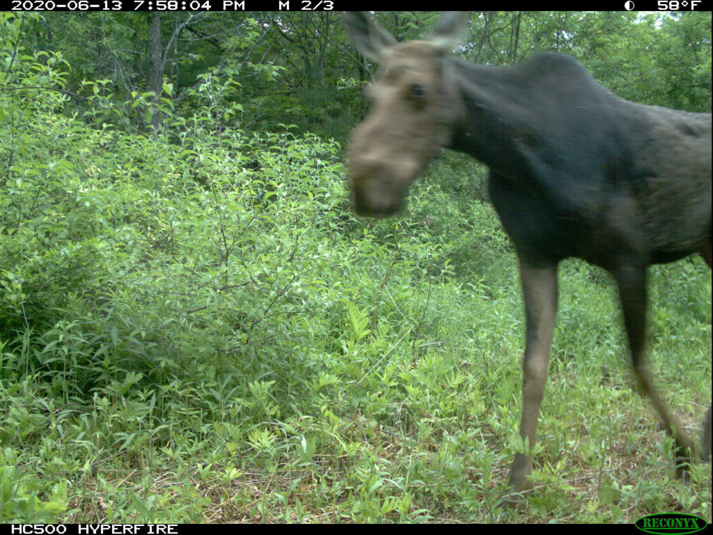Game Camera-moose1