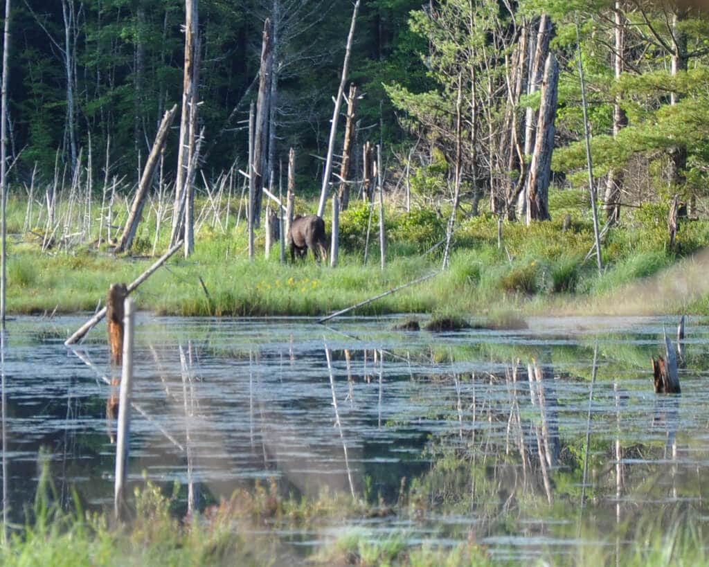 photo of moose at top secret lookout